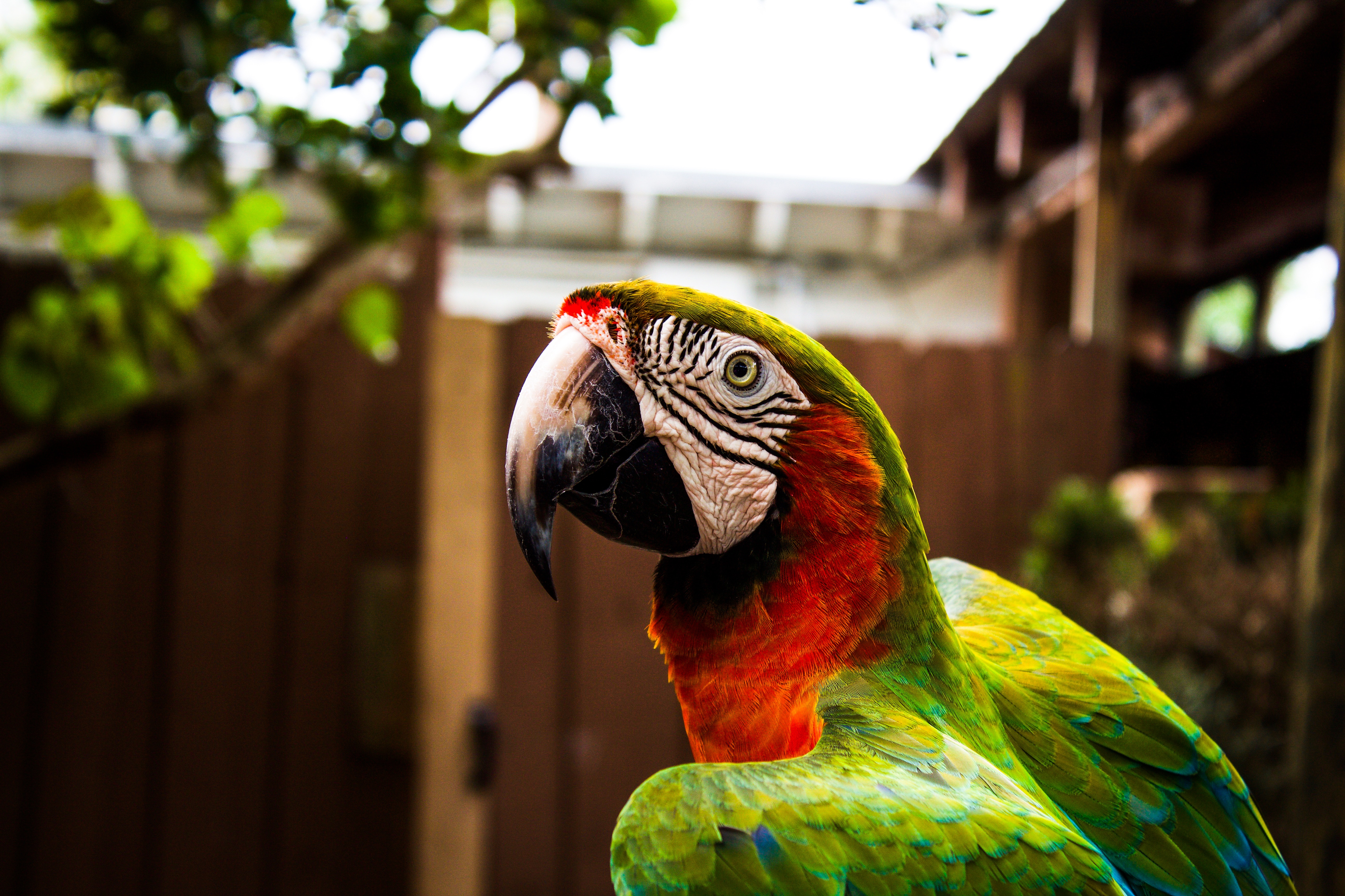 Parrot Abuse – Nails |