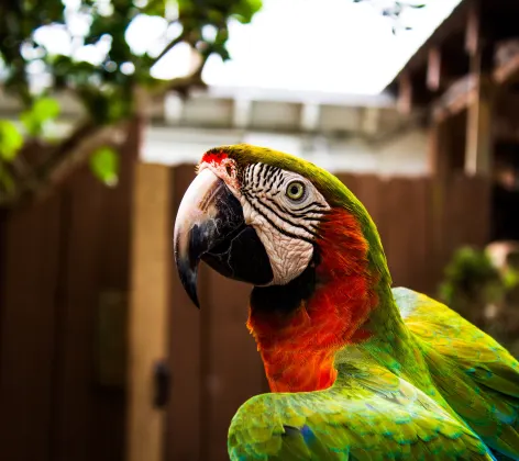 Parrot in a yard with a fence in the background