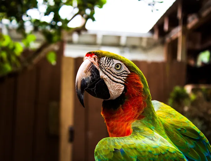 Parrot in a yard with a fence in the background Parrot in a yard with a fence in the background