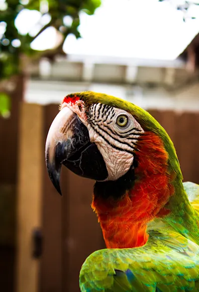 Parrot in a yard with a fence in the background Parrot in a yard with a fence in the background