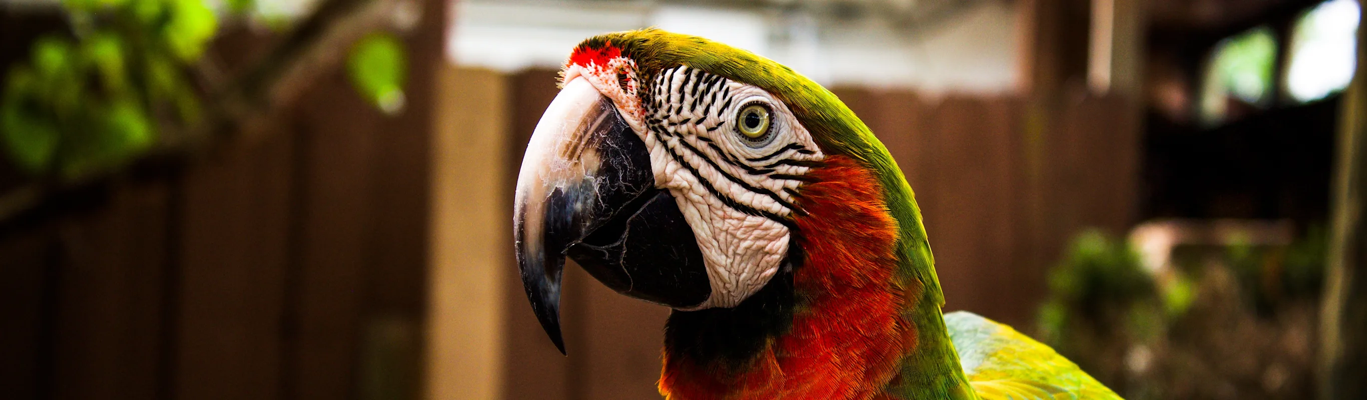 Parrot in a yard with a fence in the background Parrot in a yard with a fence in the background