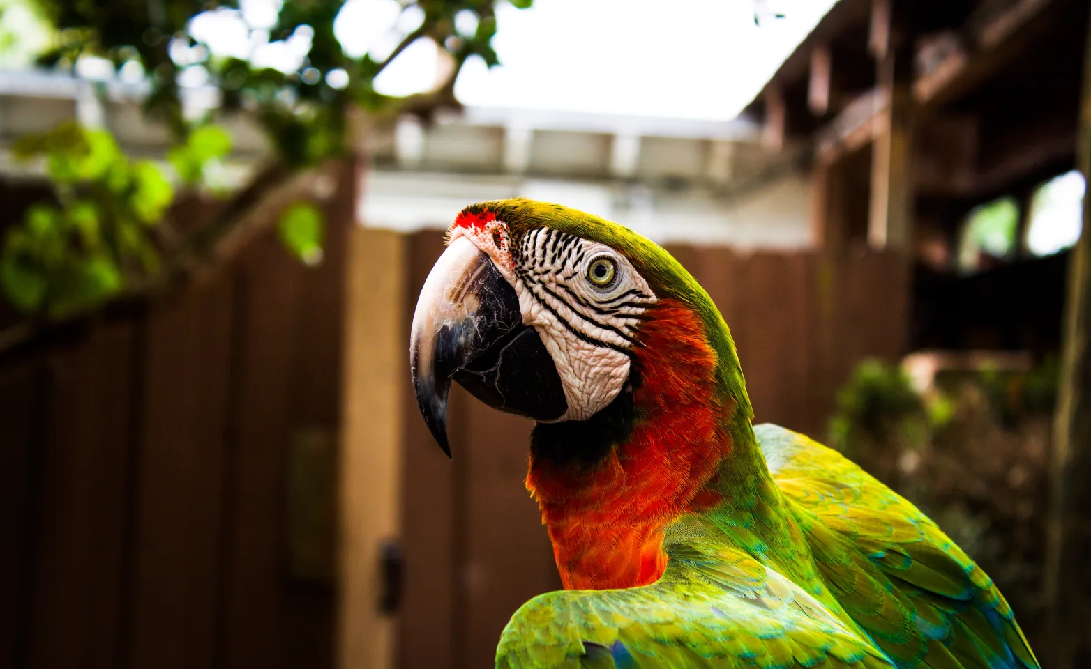 Parrot in a yard with a fence in the background