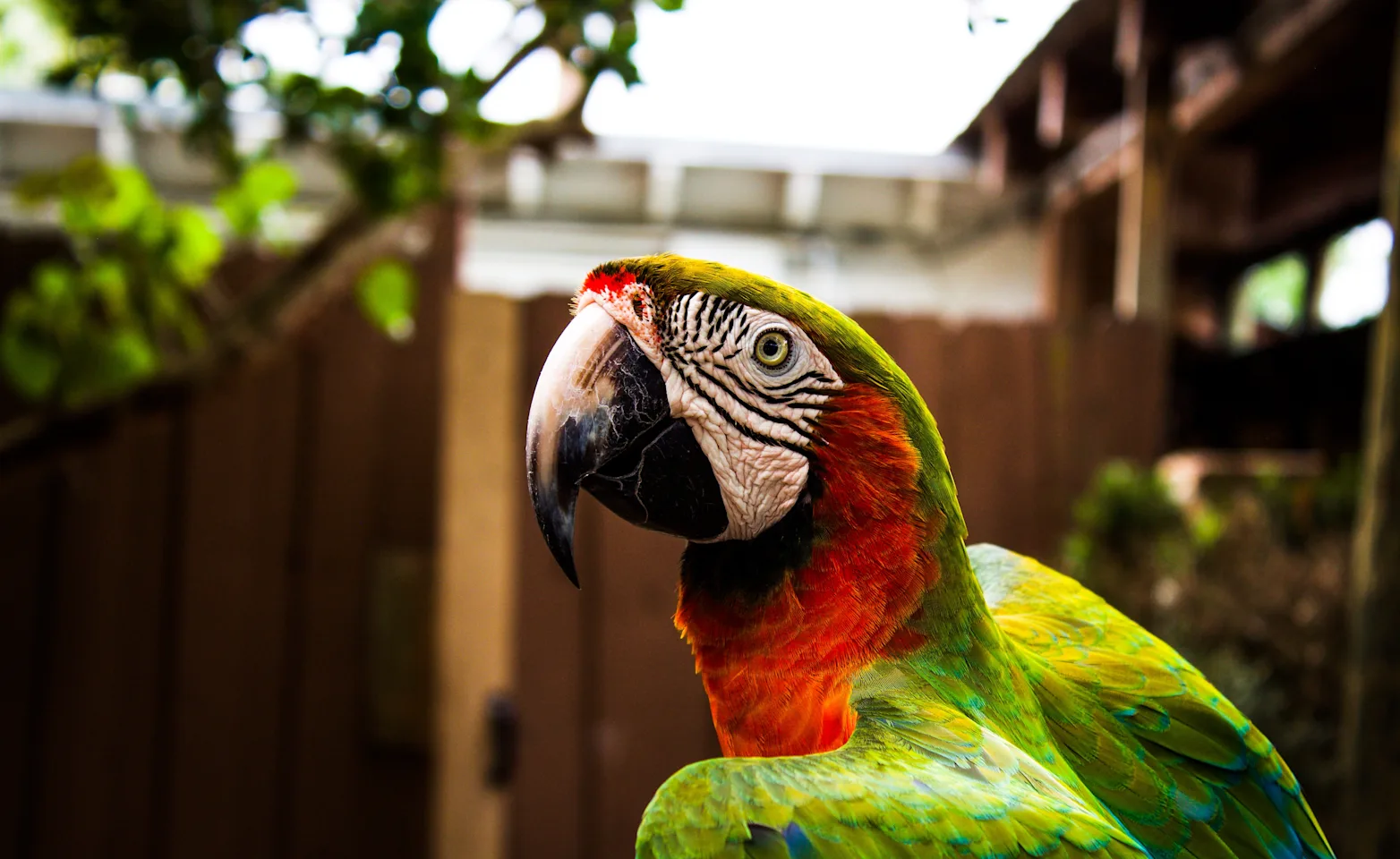 Parrot in a yard with a fence in the background Parrot in a yard with a fence in the background
