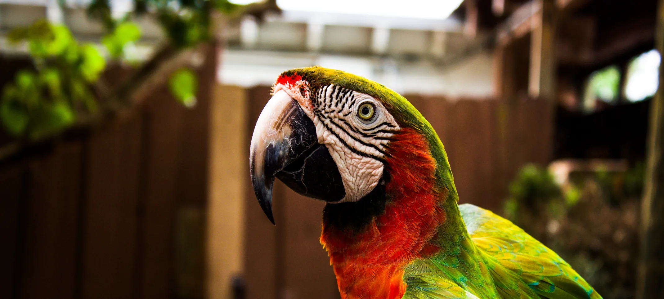 Parrot in a yard with a fence in the background