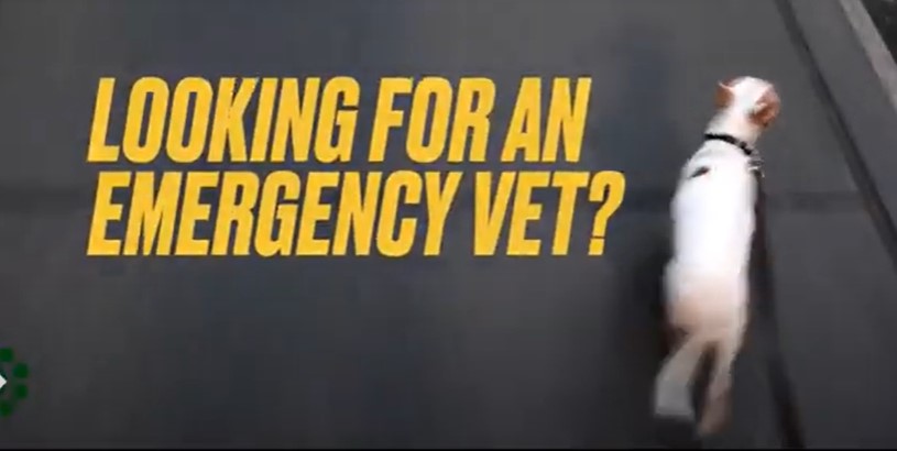 Dog on a leash running on asphalt road with subtext, "Looking for an emergency vet"?