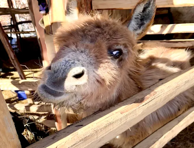 Donkey at a local farm Donkey at a local farm