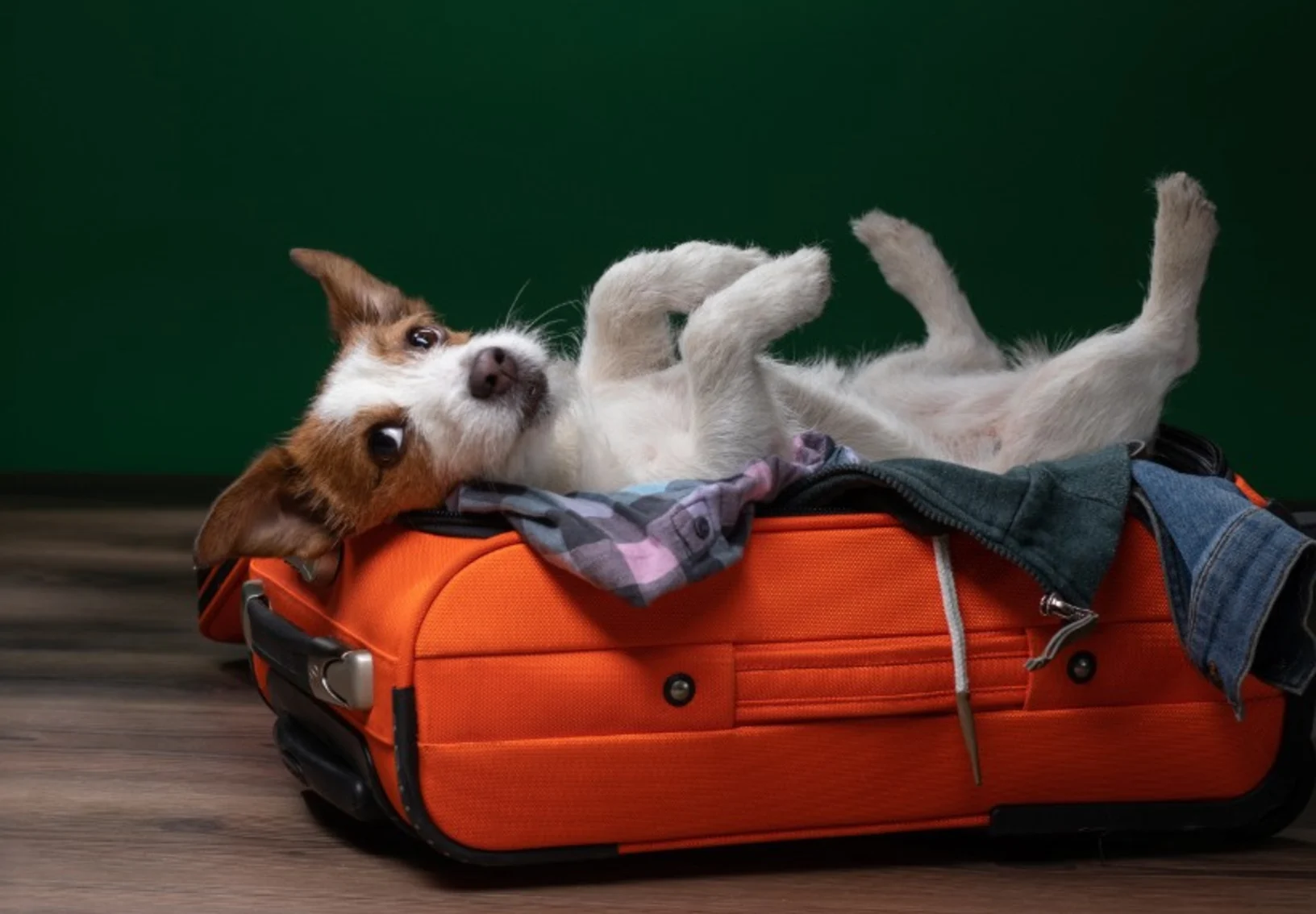 Dog lying on suitcase with clothes Dog lying on suitcase with clothes