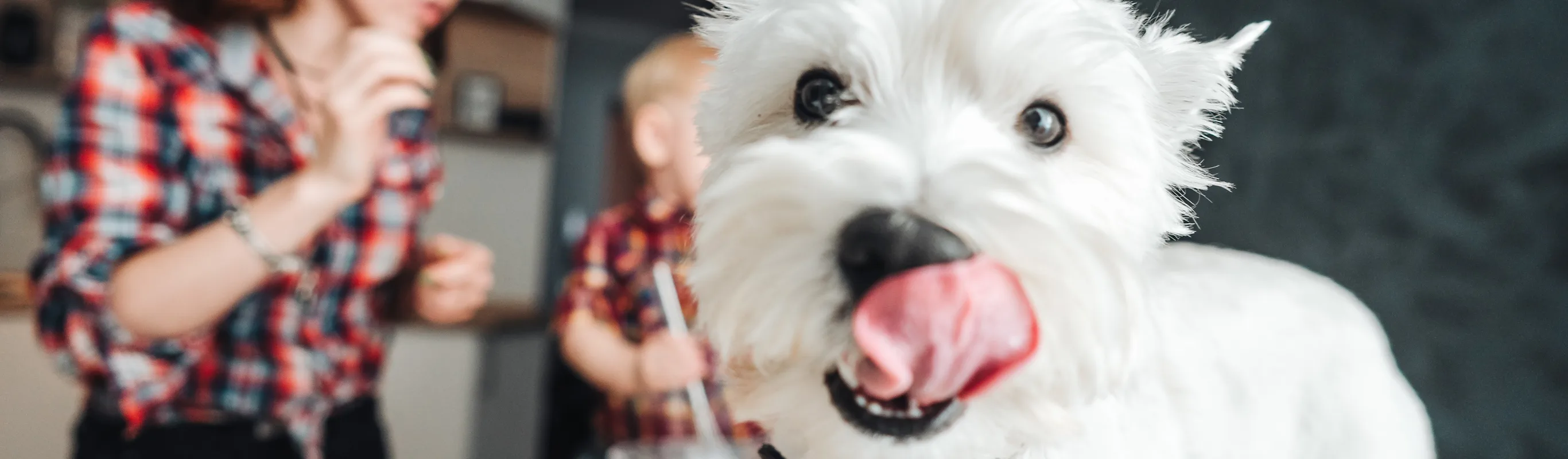 Young family in the background making breakfast while their white terrior is on the counter licking his mouth. Young family in the background making breakfast while their white terrior is on the counter licking his mouth.