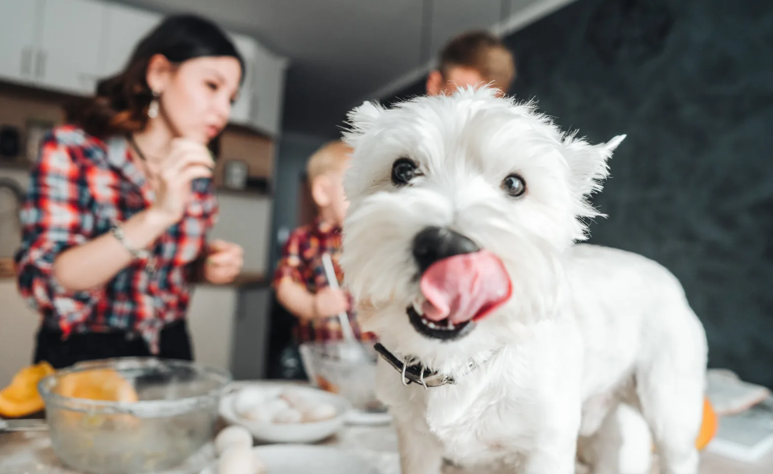 Young family in the background making breakfast while their white terrior is on the counter licking his mouth.