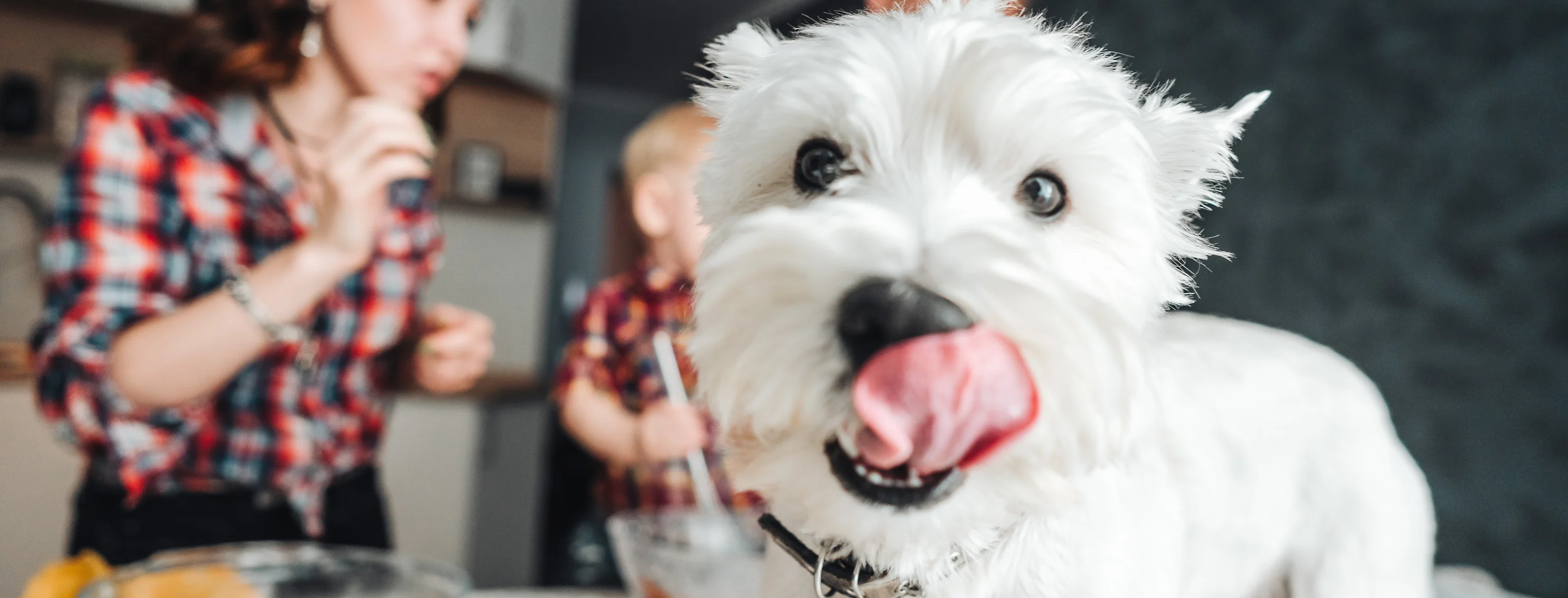 Young family in the background making breakfast while their white terrior is on the counter licking his mouth.