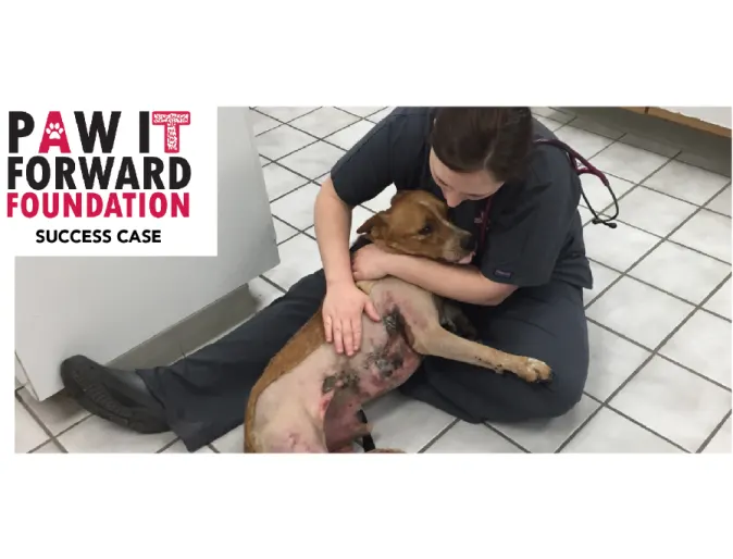 Staff comforting dog on floor