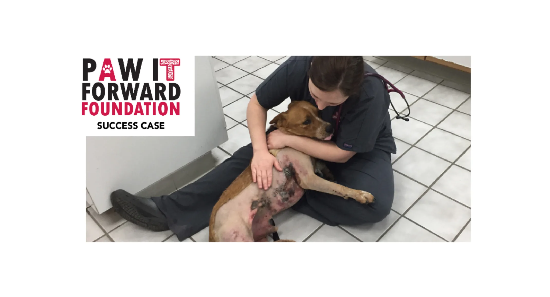 Staff comforting dog on floor