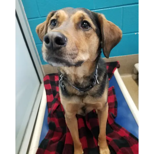 Brown Dog Sitting on a Blanket Brown Dog Sitting on a Blanket