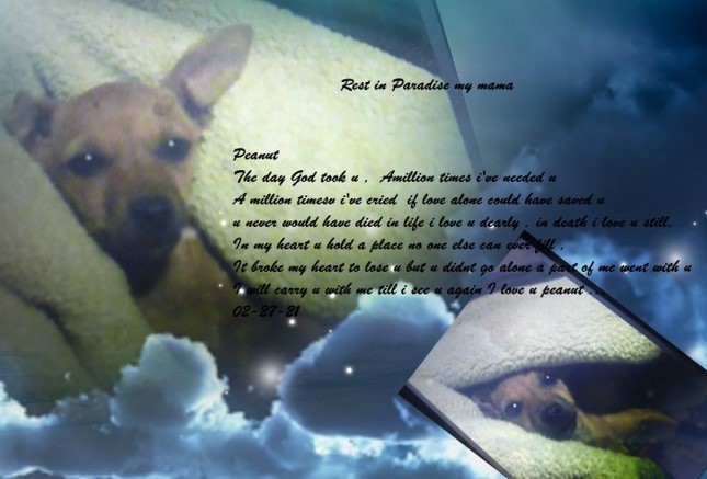 Memorial piece for Peanut the dog