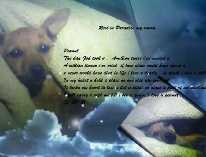Memorial piece for Peanut the dog Memorial piece for Peanut the dog