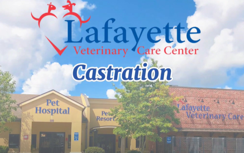 Castration Video Thumbnail