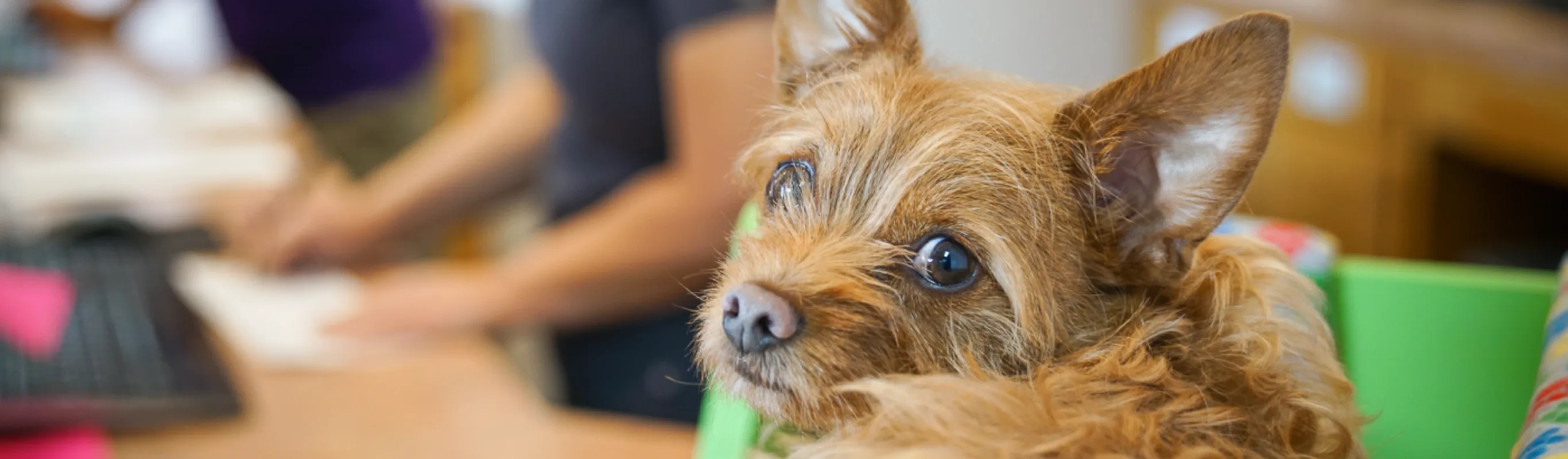 Great Oaks Animal Hospital 0166 - Penelope 1