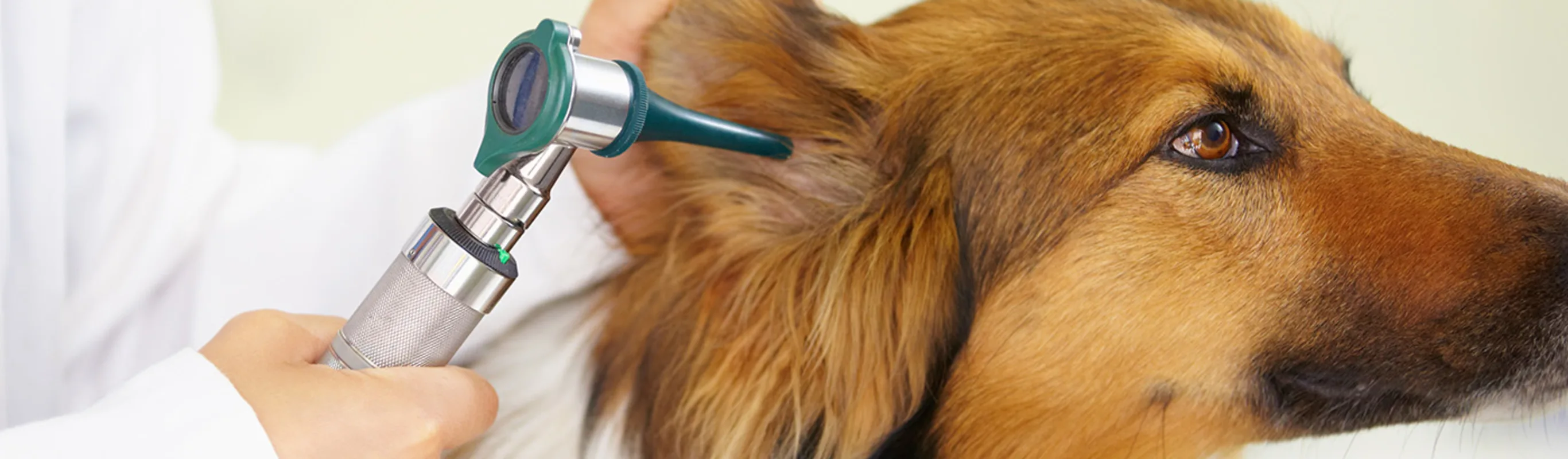 Veterinarian checking dog's ear Veterinarian checking dog's ear