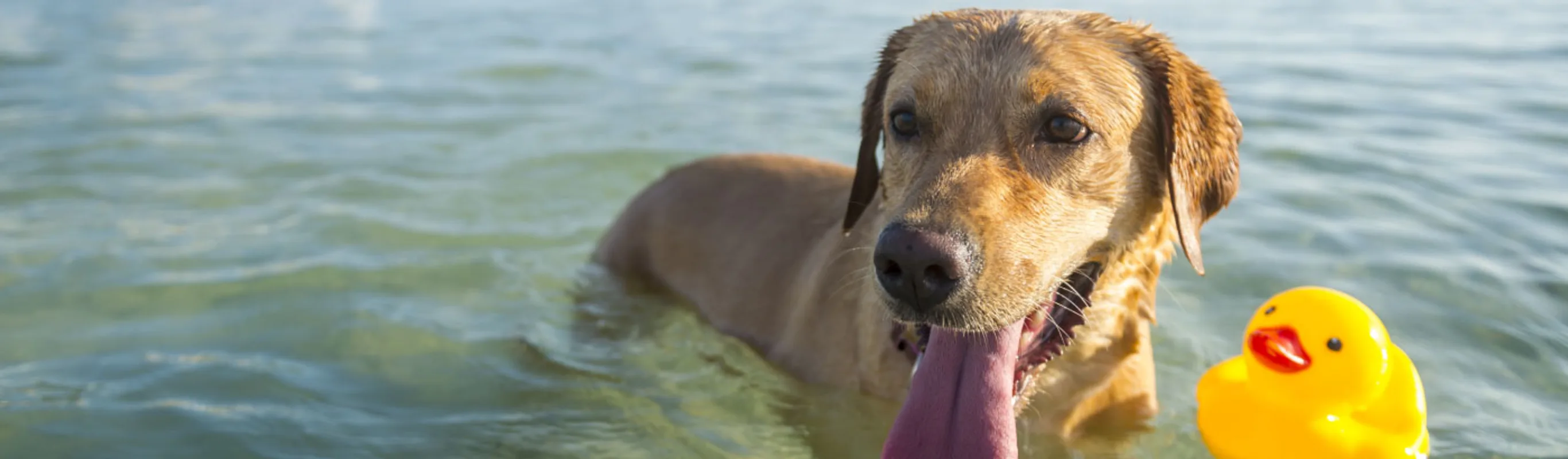 Dog in the water with it's tongue out and a rubber duck. Dog in the water with it's tongue out and a rubber duck.