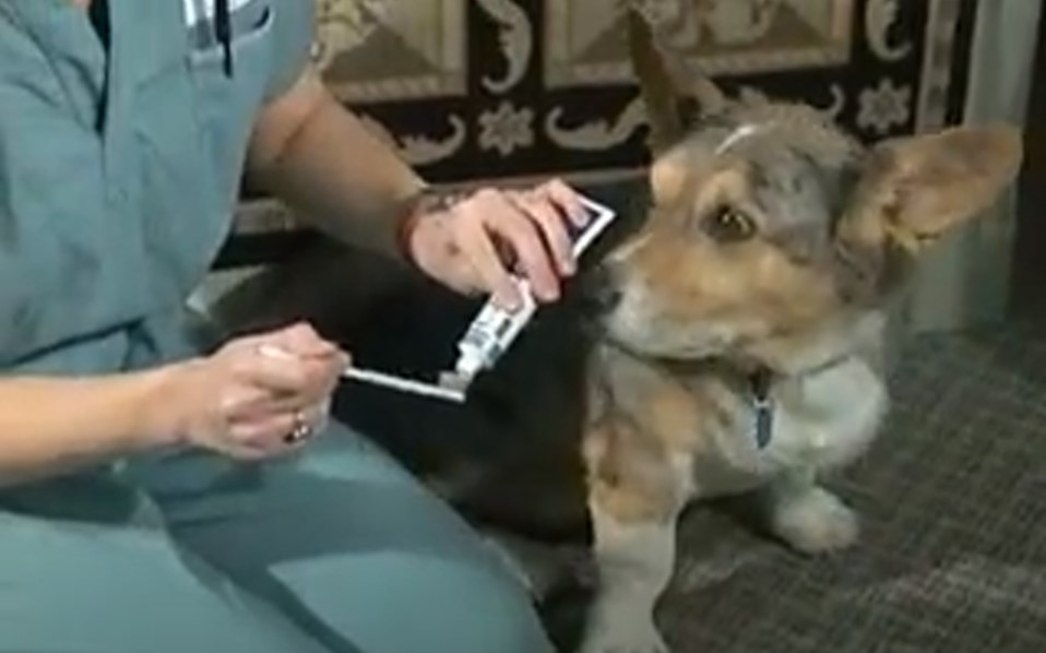 A person brushing a dog's teeth
