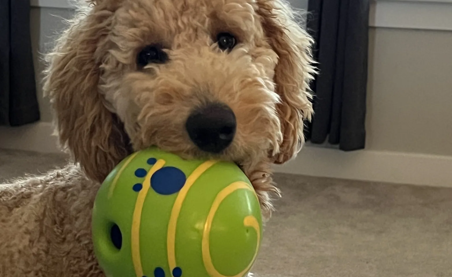 A fluffy white dog looking at the camera with a ball in its mouth A fluffy white dog looking at the camera with a ball in its mouth