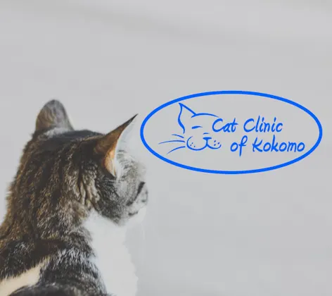 Cat Clinic of Kokomo Cat Clinic of Kokomo
