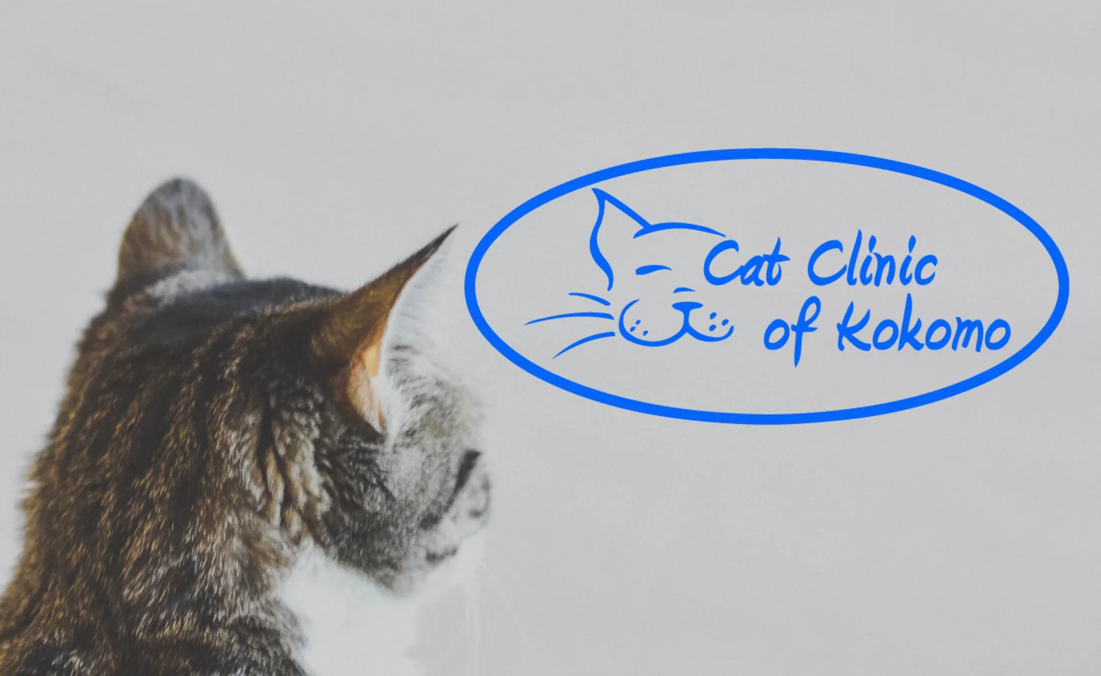 Cat Clinic of Kokomo Cat Clinic of Kokomo