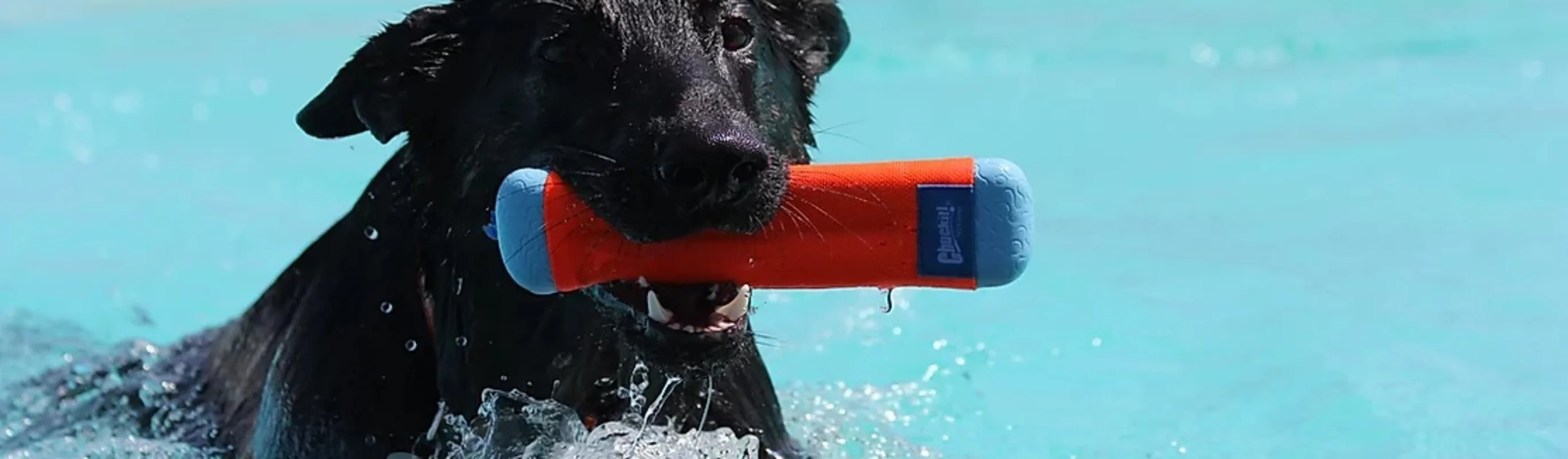 A dog swims with a toy bone in its mouth