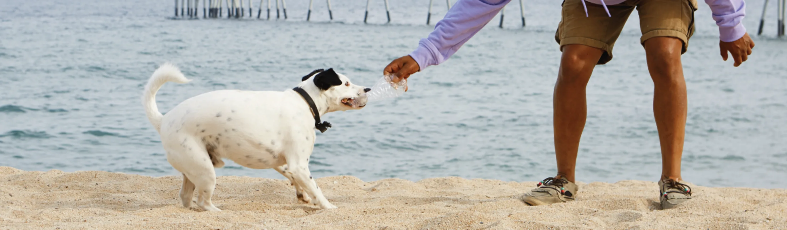 Dog and Man Playing in Sand