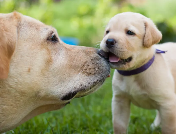 An older dog with a puppy 