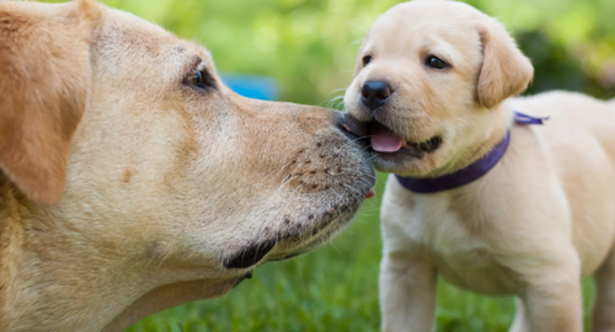 An older dog with a puppy 