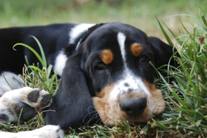 Dog laying in the grass