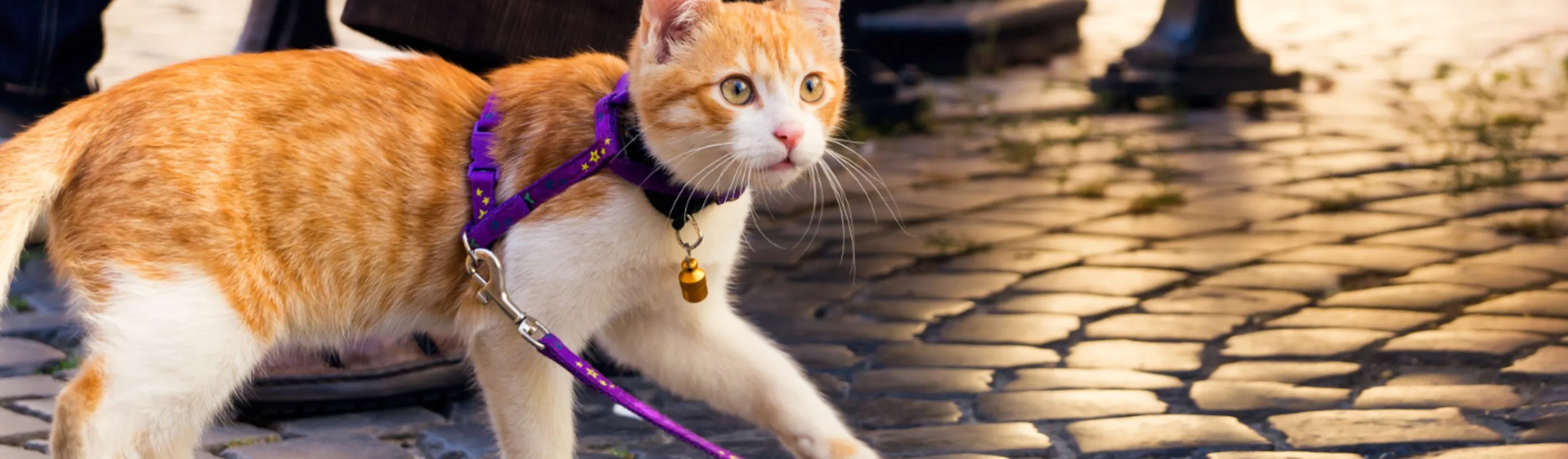 Cat on Leash Walking on Stone Walkway