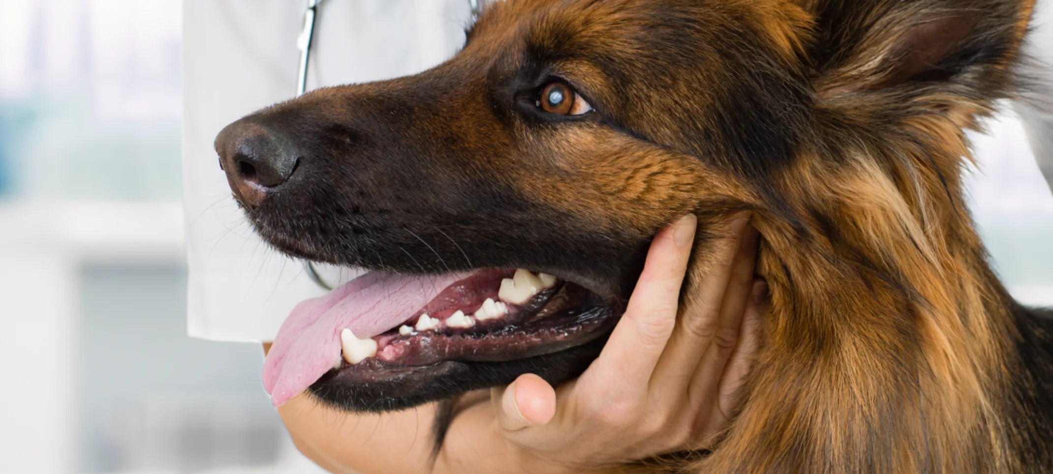 Brown and Black German Shephard is being looked at by a Veterinarian. Brown and Black German Shephard is being looked at by a Veterinarian.