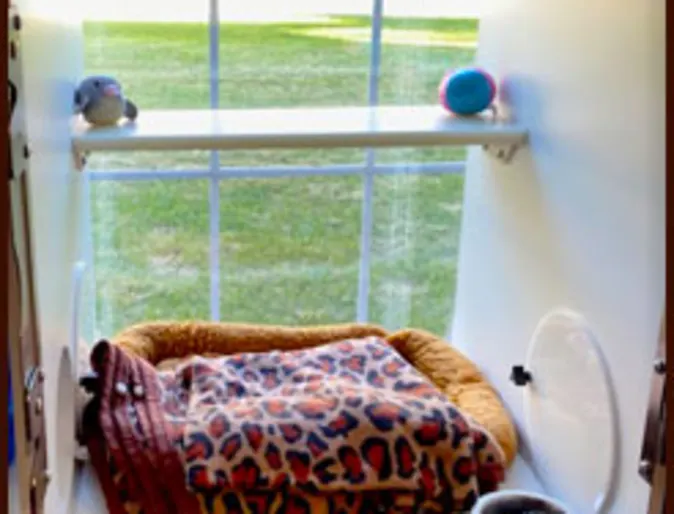 A small room for a cat facing a window A small room for a cat facing a window