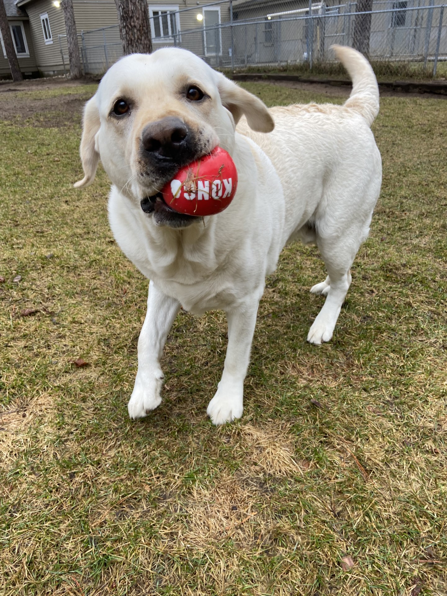 White dog with ball