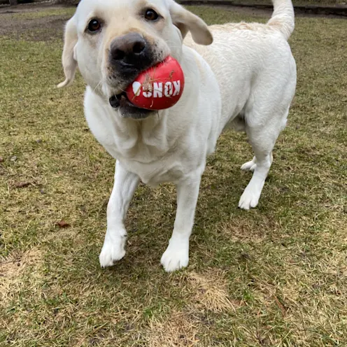 White dog with ball White dog with ball