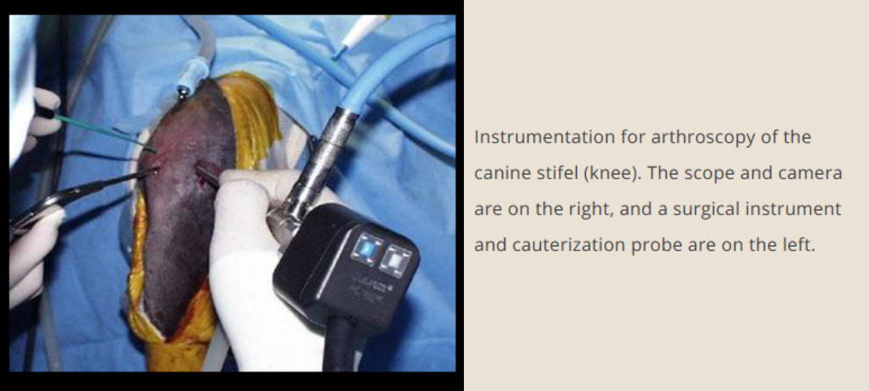 Instrumentation for arthroscopy of the canine stifel (knee)