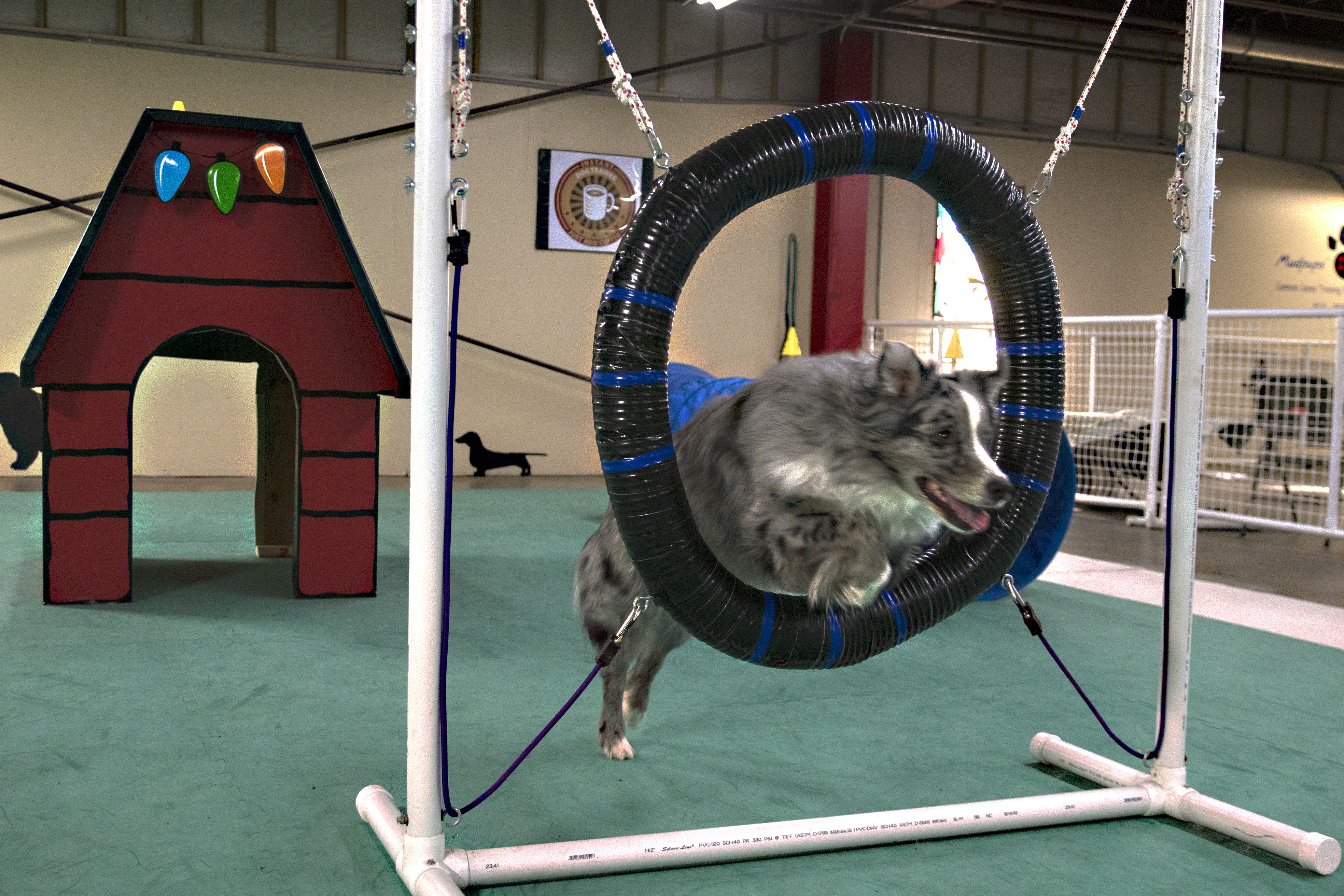 The Pet Spot Training