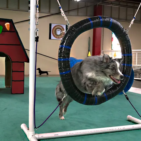 The Pet Spot Training The Pet Spot Training