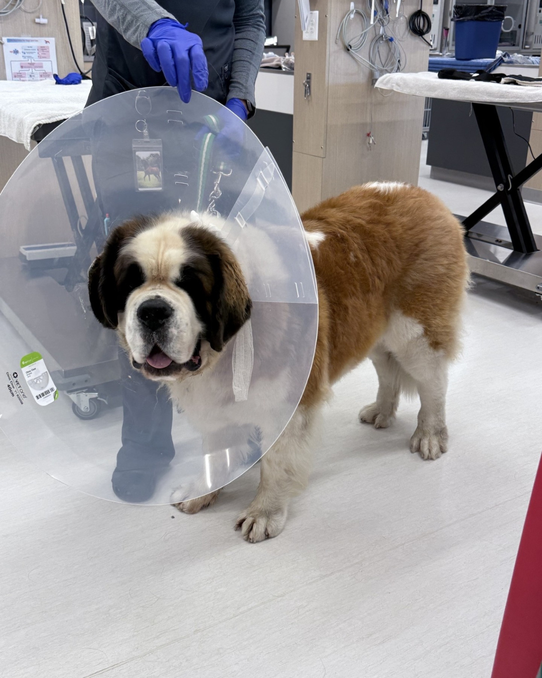 Bernese mountain dog wearing a cone