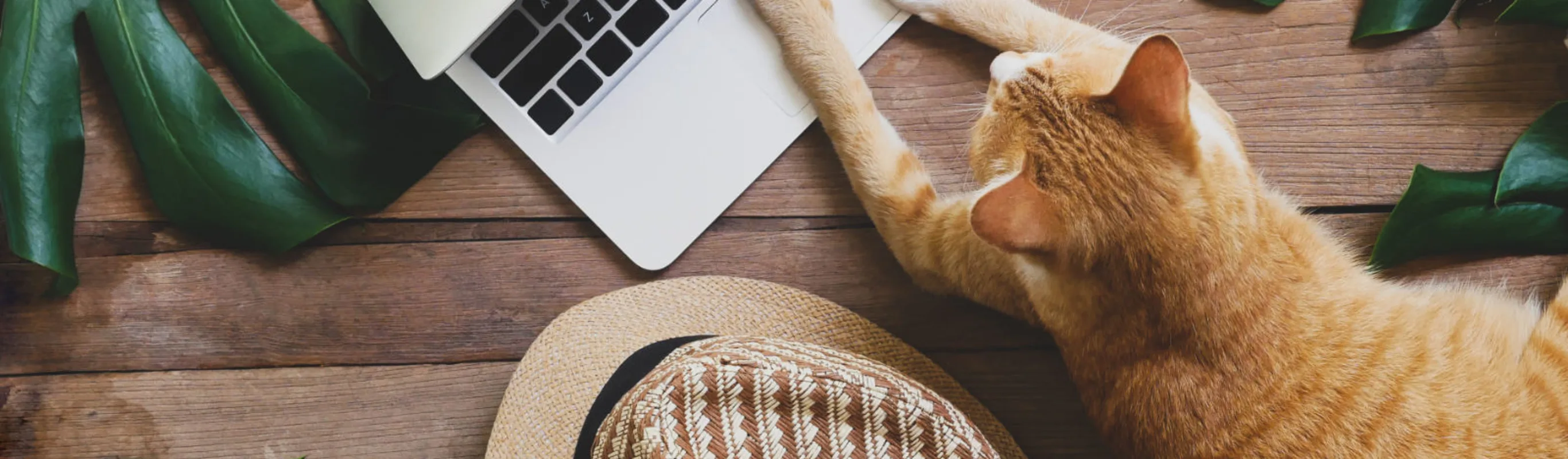 Orange cat laying on computer next to hat and leaves Orange cat laying on computer next to hat and leaves