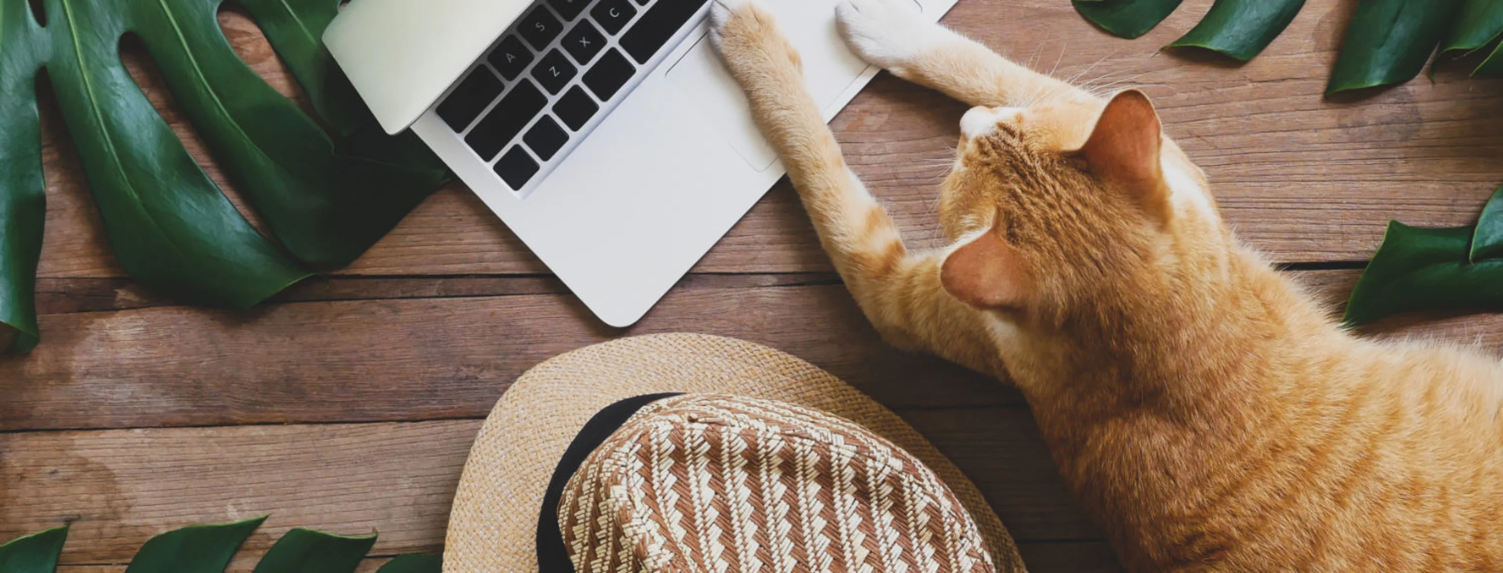 Orange cat laying on computer next to hat and leaves