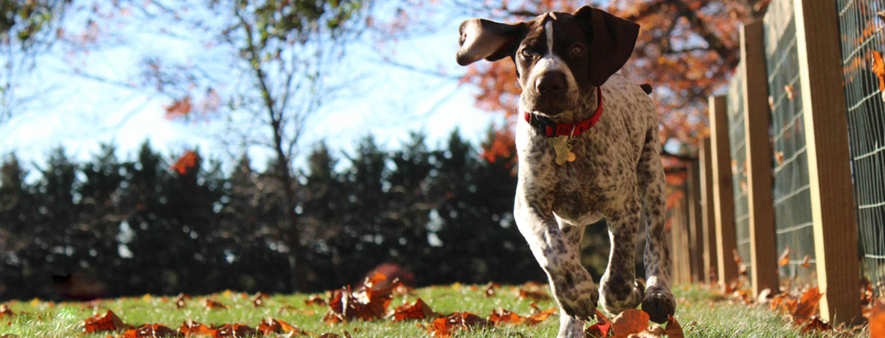 A dog running through leaves near a fence