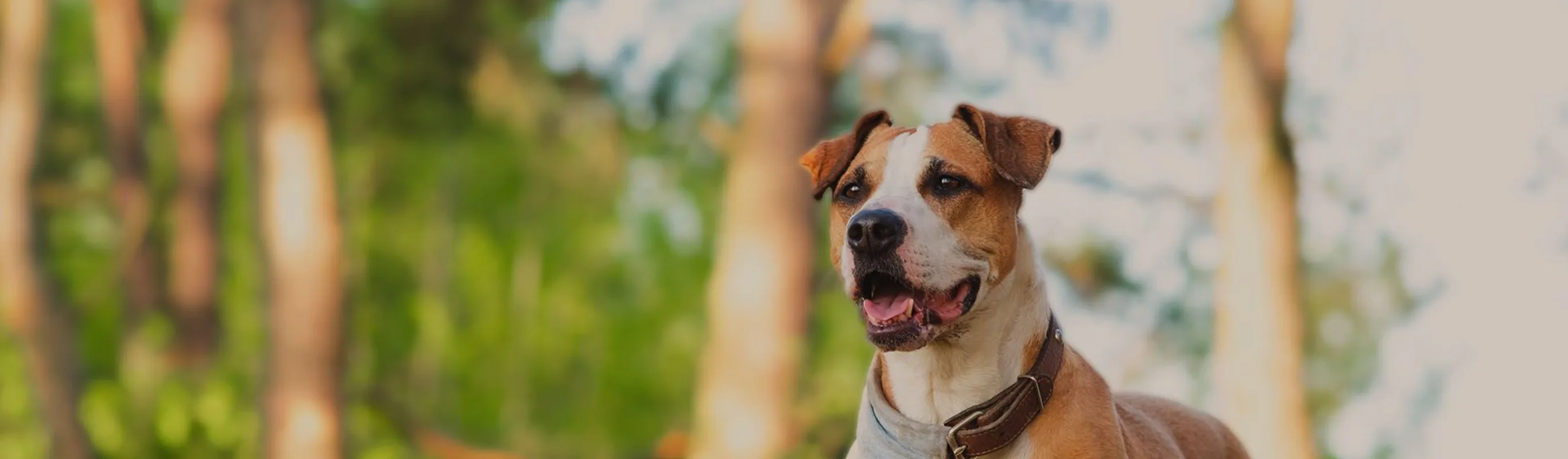 Brown and white dog smiling.