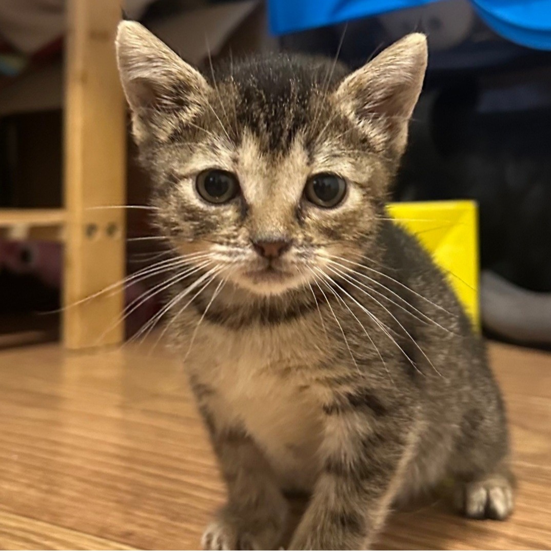 Harriett, Female, DOB 3/2/2026