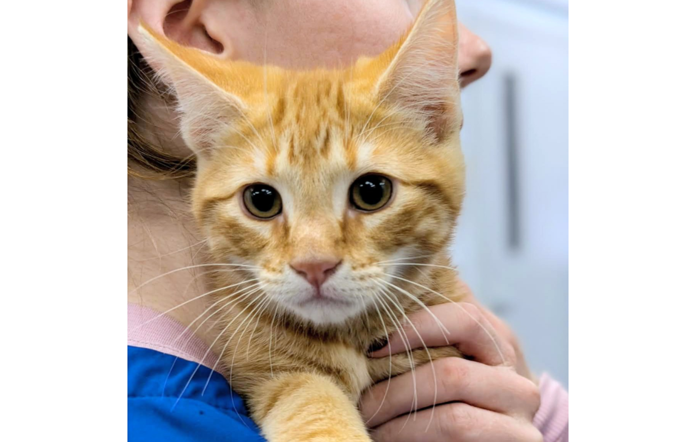 A staff holding a kitten