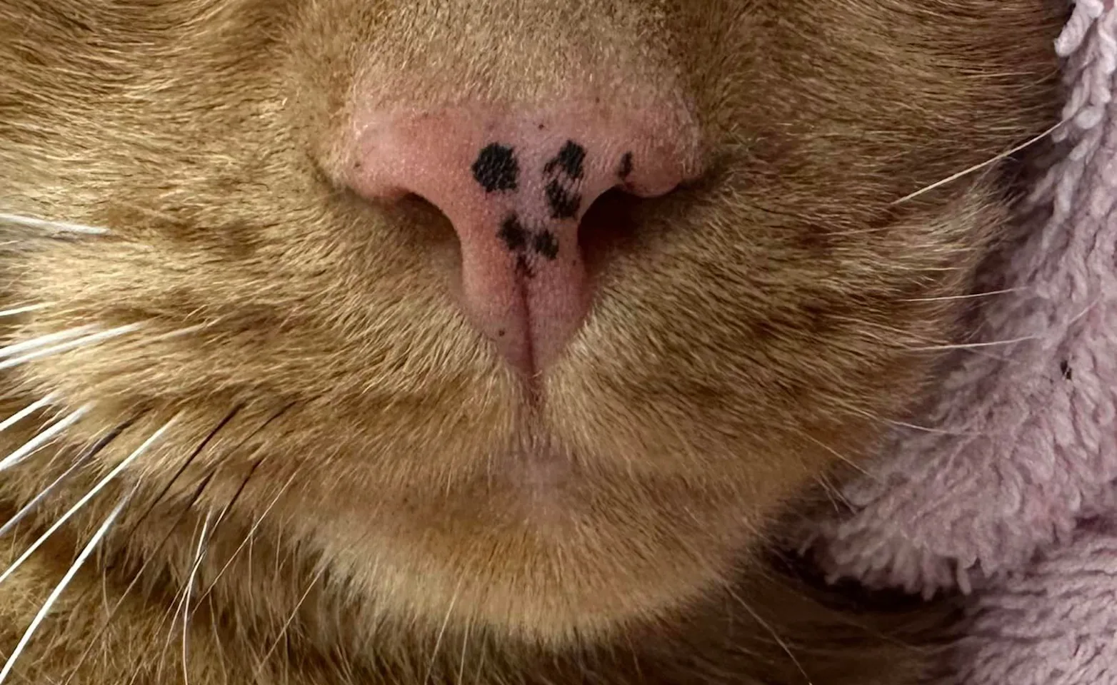 Close up of cat mouth and nose Close up of cat mouth and nose