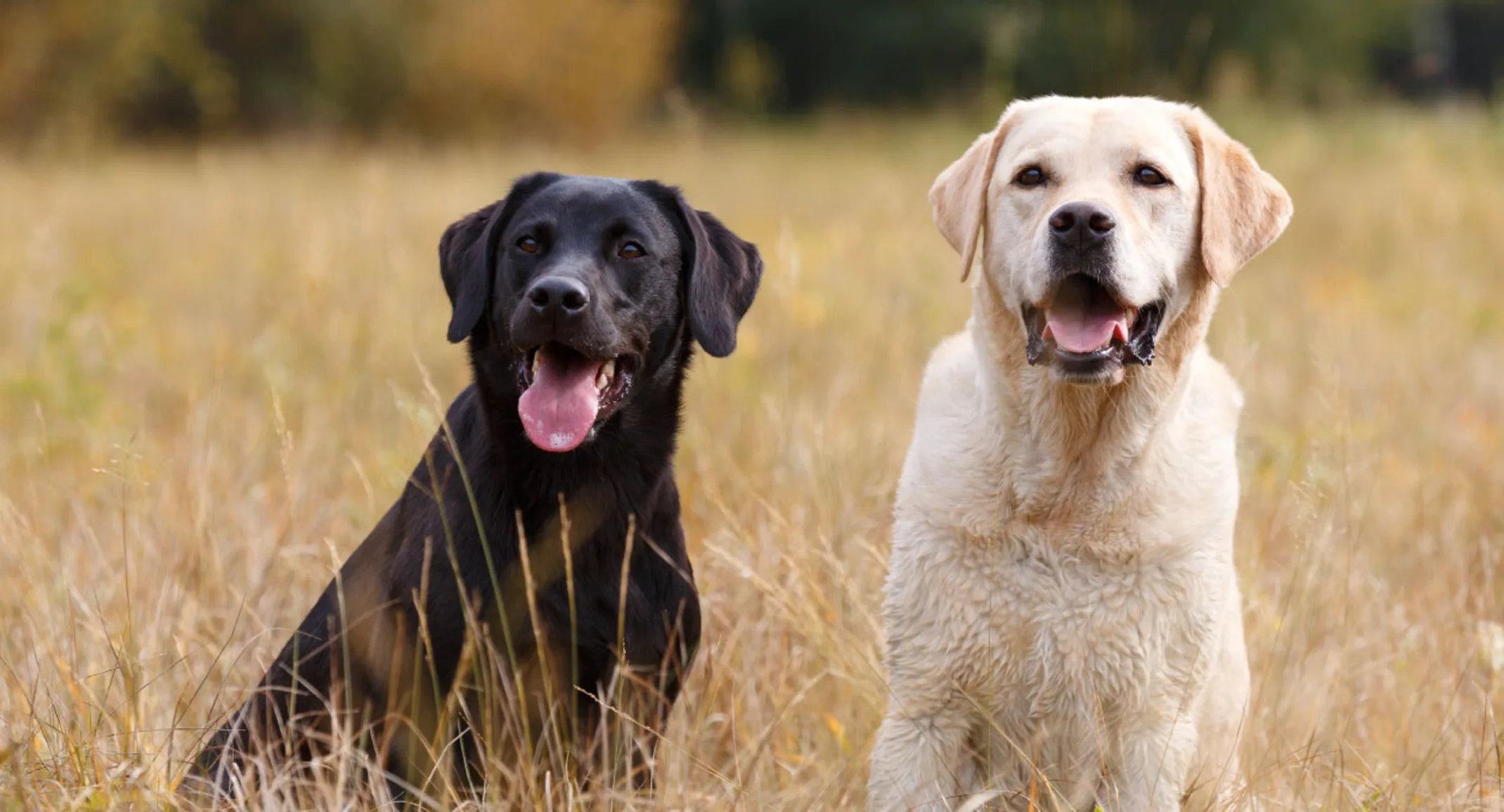 Two grown golden and the other black Labrador Retriever are sitting together in a grassy field.