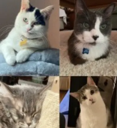 Cat placeholder image Cat placeholder image